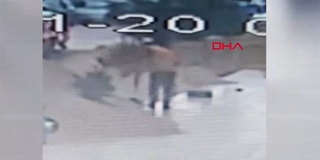 Semaverde çay yapmak için ağaç kesen kişi kameraya yakalandı!