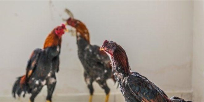 Horoz dövüşü yaptıran kişiye 105 bin lira para cezası