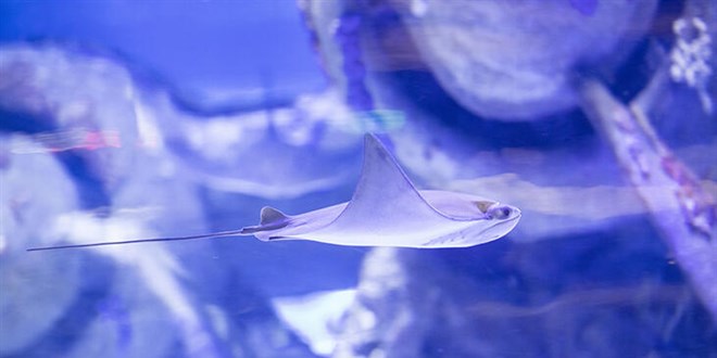 B�yle giderse yok olacaklar! 50 y�lda y�zde 71 azalma...