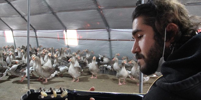 Uzaktan eğitimi fırsata çevirip ailesinin yardımıyla kaz çiftliği kurdu