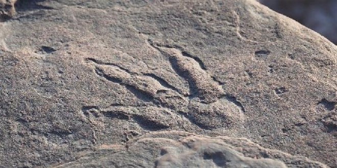 4 yaşındaki çocuk, 220 milyon yıllık dinozor ayak izini keşfetti