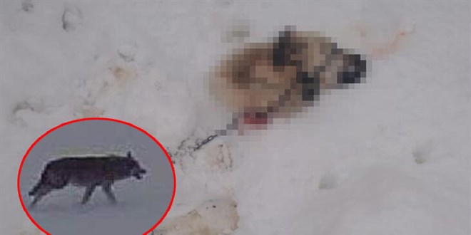 Kayseri'de aç kalan kurtlar, kangal köpeğini yedi
