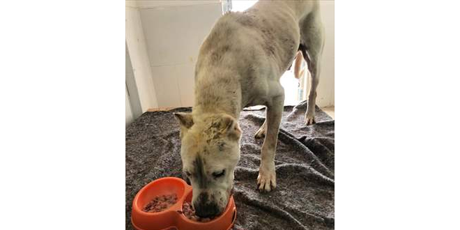 Hayvan bakmevindeki bir kpein kavgada paraland iddias yalanland