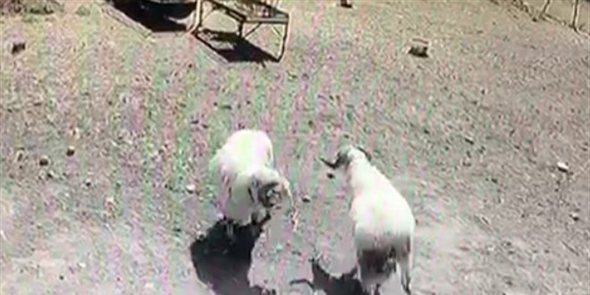 Kafa kafaya çarpışan koçlar öfkelerinin kurbanı oldu
