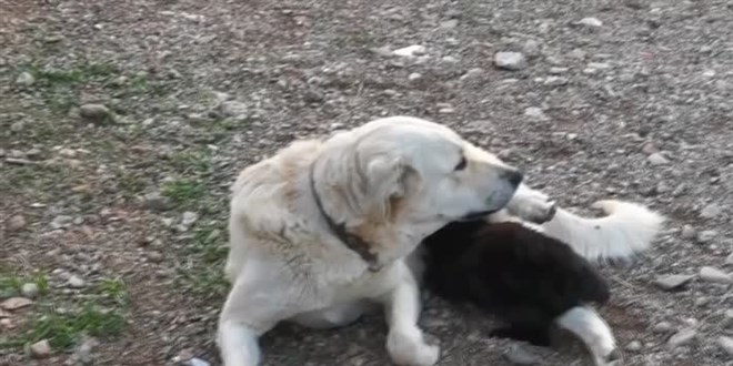 Köpeğin kedi yavrusunu emzirmesi cep telefonu kamerasıyla kaydedildi