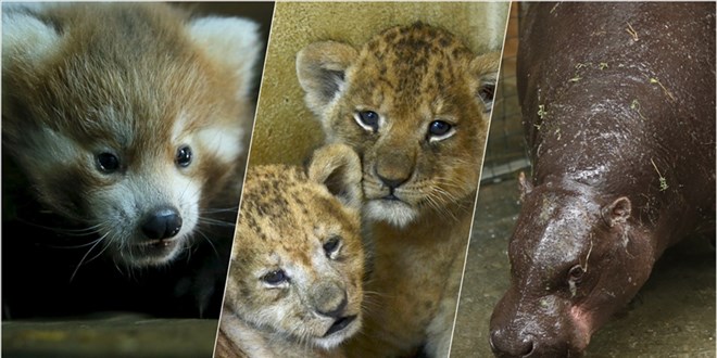 Dar�ca'daki Hayvanat Bah�esi yeniden ziyarete a��l�yor