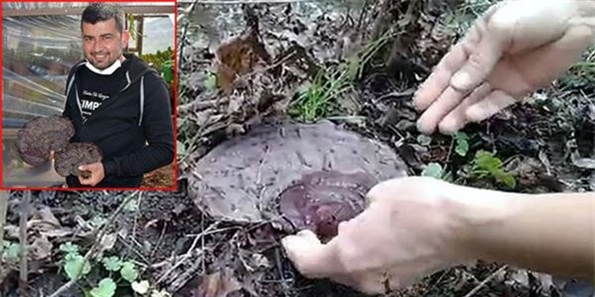 Marmarisli turizmci, şans eseri 'ölümsüzlük mantarı' buldu