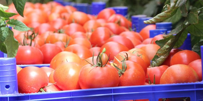 Rusya'ya domates sevkiyat 10 gn iinde balayacak