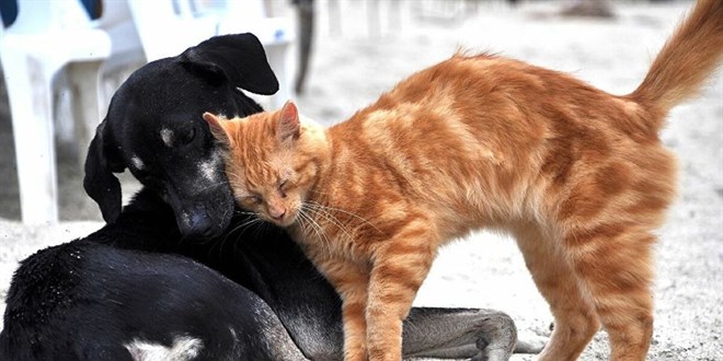 Sahipli kedi ve köpeklerin kimliklendirilmesi zorunlu olacak