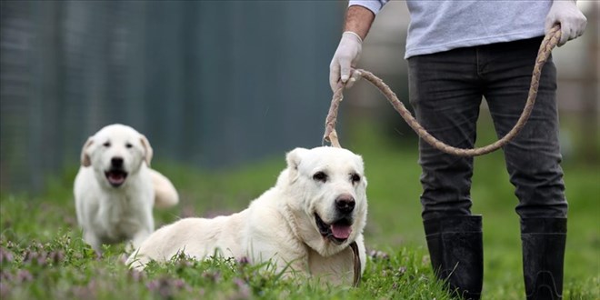 Akbaş ve kangal sahiplenmek isteyenler aylarca sıra bekliyor
