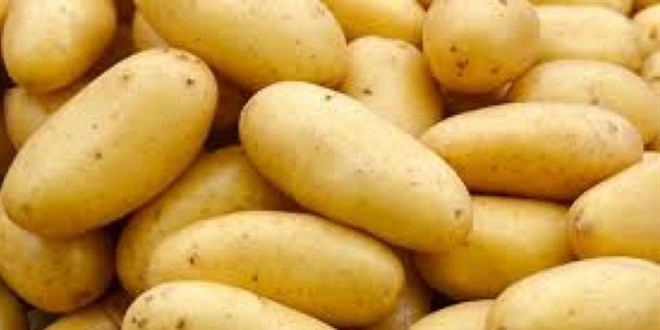 Analiz edilen patatesler piirme amacna gre paketleniyor