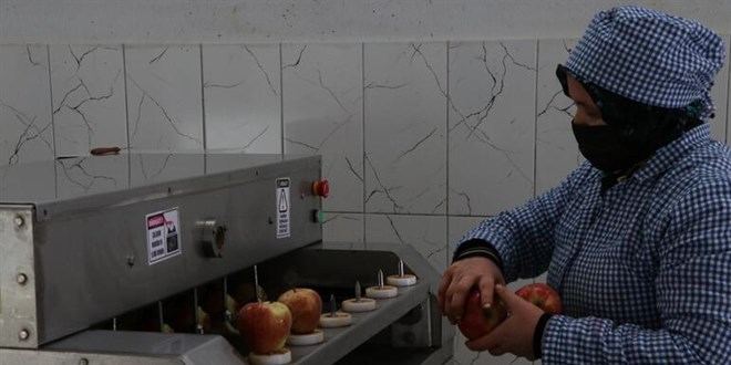 İtalya'da gördü, Niğde'de kurdu! Dünyaya ihraç ediyor
