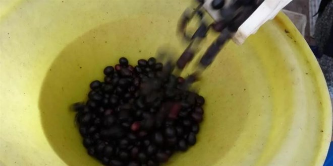 Zeytinde sağlığı tehdit eden yöntemlere karşı uyarı
