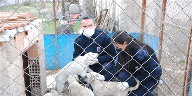 KM'ler cezaevi bahesinde besledikleri sokak hayvanlarn sahiplendiriyor