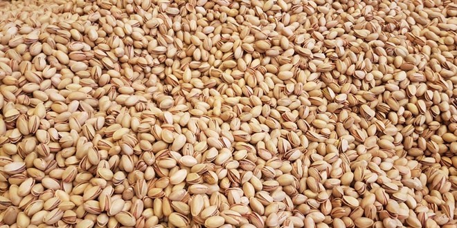 Siirt fıstığının fiyatı yarı yarıya düştü: Satıcı da tüketici de memnun