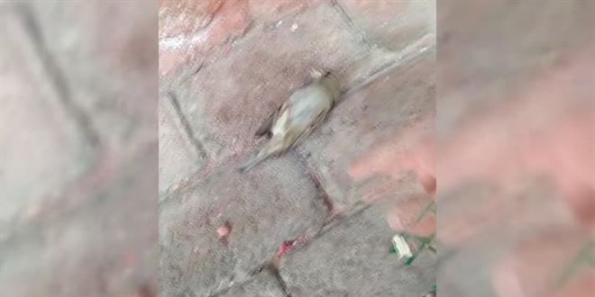 İtfaiyeci kalp masajı yaparak serçeyi hayata döndürdü