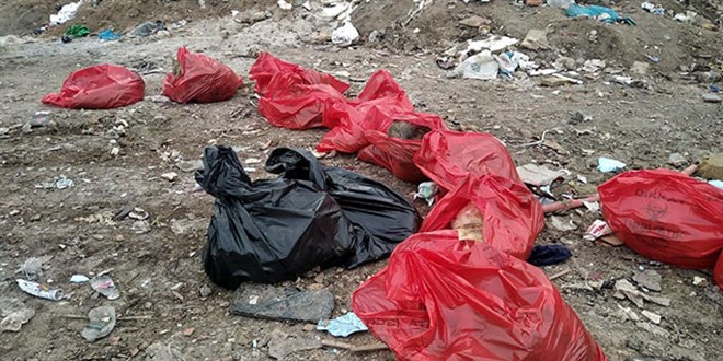 Ankara'da molozların arasında 20 ölü köpek bulundu