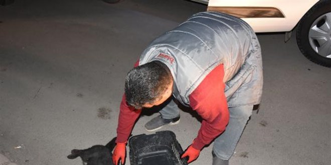 Yaralı kedi vatandaşlar ve polis ekibinin çabasıyla barınağa götürüldü