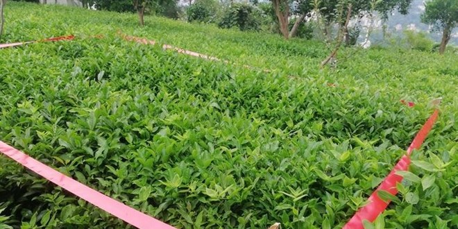 Çay çöpünden çıkan değer! Verimlilik yüzde 67 arttı