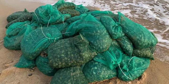 Edirne'de kaçak toplanan 1 ton kum midyesi ele geçirildi