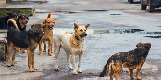 5 yılda 35 kişi hayvan hastalıklarından öldü
