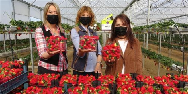 1'i doktor, 3 kad�n �rettikleri �ilekleri d�nyaya ihra� ediyor