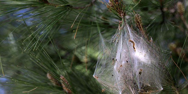 Uzman� uyard�! '�am kese t�rt�l� hastanelik edebilir'