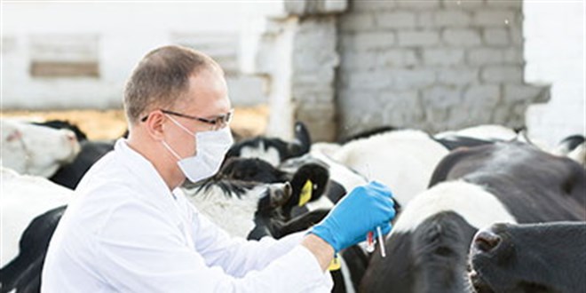 Veteriner hekimlerden kurumlar aras�nda 'sinerji' olu�turulmas� �a�r�s�