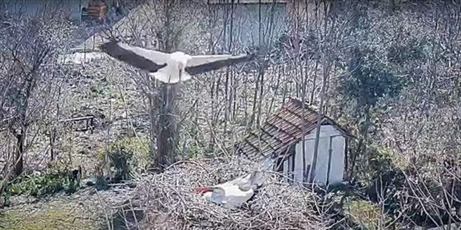 10 yıldır aynı köye gelen leylek 'Yaren'in eşiyle buluşması canlı yayınlandı