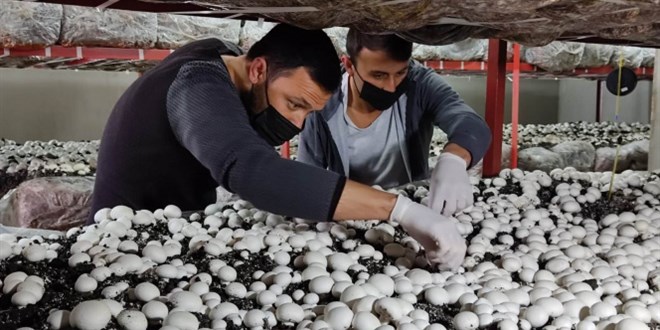 Üniversiteyi bitirip köyüne döndü: Kapış kapış satılıyor