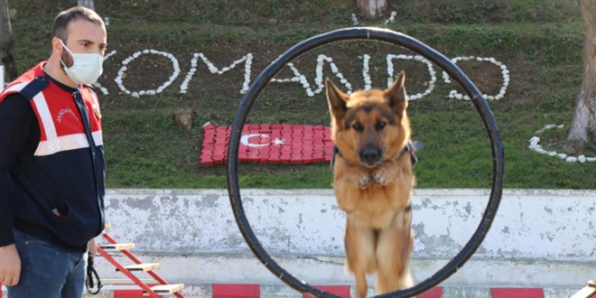 Jandarmanın süper burunları 'komando' gibi eğitiliyor