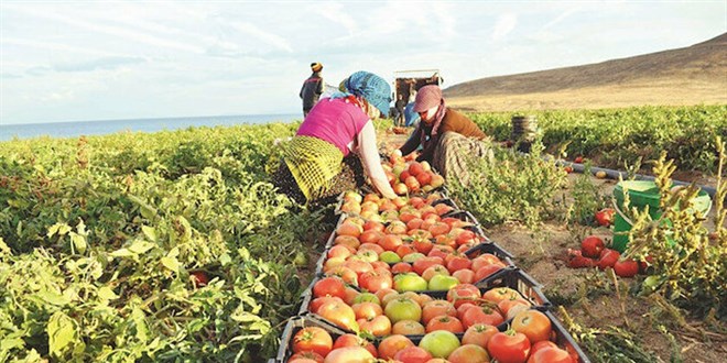 DİTAP israfın önüne geçecek: Tarlada kalan ürüne online satış