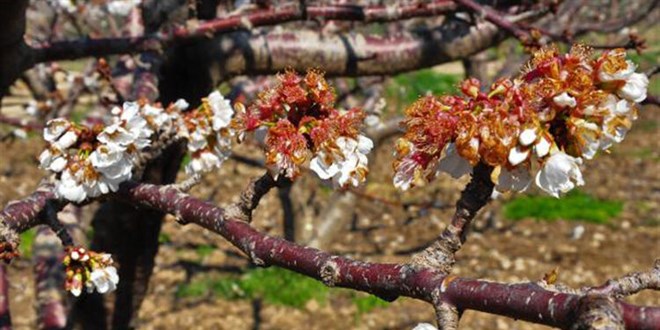 Erkenci kirazlar �i�ek a�t�, bah�eler beyaza b�r�nd�