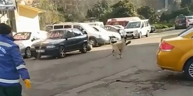 Süpürgeyi alıp kaçan köpeğe 'O bana zimmetli' diye seslendi
