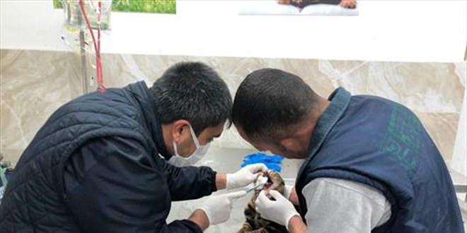 Çivili sopayla kediye işkence eden kişi zabıta ekiplerine saldırdı