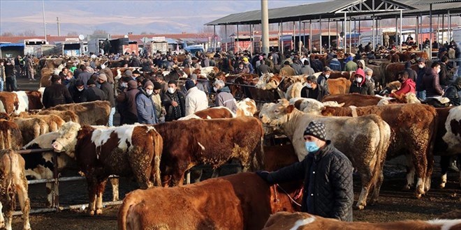 Türkiye'nin 'en büyük' canlı hayvan pazarı geçici kapatıldı