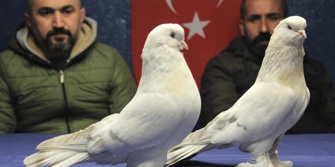 Bu kuşların güzelliği 100 bin lira ediyor