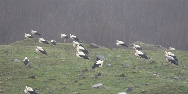 Baharın müjdecisi leylekler İstanbul'u bastı