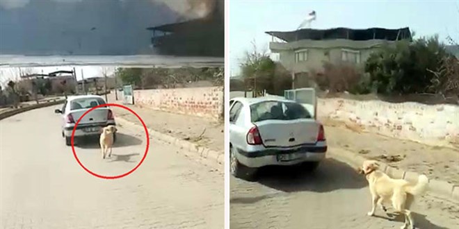 Köpeği iple otomobile bağlayarak çeken kadın sürücüye para cezası