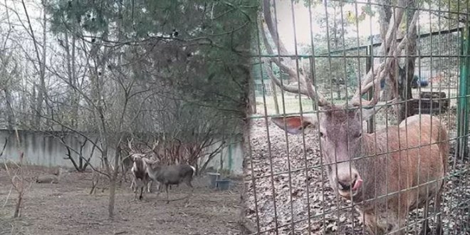 Ala geyiği çalıp öldürmüşlerdi, rekor ceza kesildi