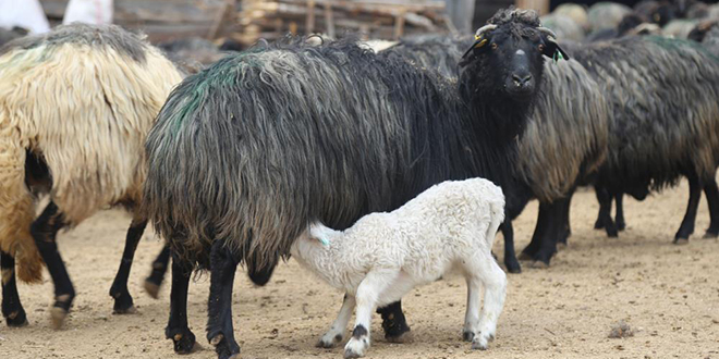 Baharn habercisi kuzular anneleriyle bulutu
