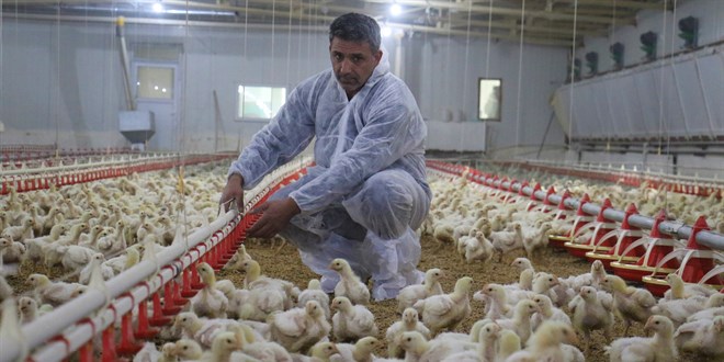 Devlet desteği ile çiftlik kurdu, yılda 300 bin TL kazanıyor