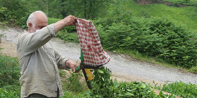 Karadeniz'e 'çay göçü' için 10 gün izolasyon şartı