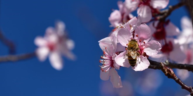 Yurdun batsna bahar geliyor! Ya dnemi bitti