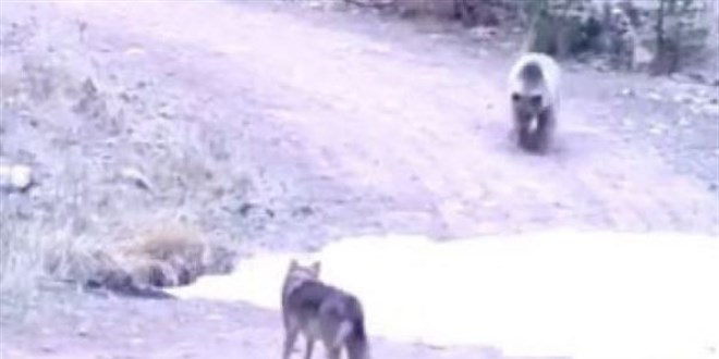Milli Parklar paylaştı... Ankara'da kurt ile ayının kovalamacası