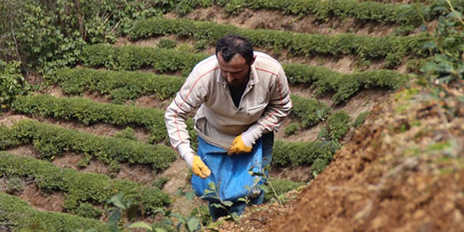 Çay üreticileri kısıtlamadan muaf