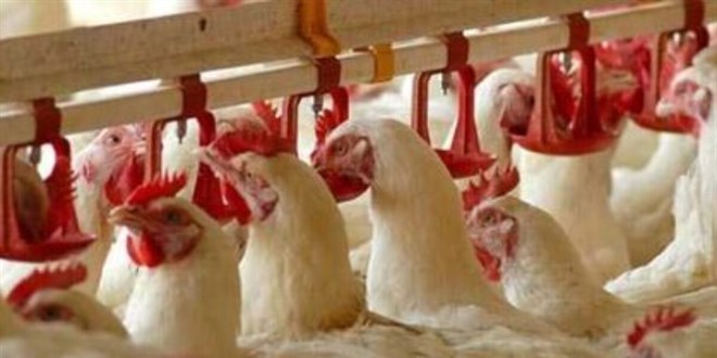 Tavuk çiftliğinin yazılımına girdiler 400 bin liralık zarar verdiler