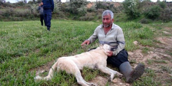 Vurularak öldürülen çoban köpeğinin başında gözyaşlarına boğuldu