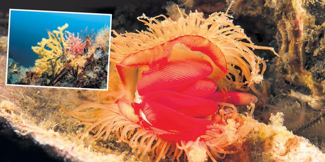'Biyolojik çeşitlilik artacak'
