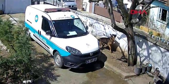Bahçedeki köpekten korkan kurye, ağaca çıktı